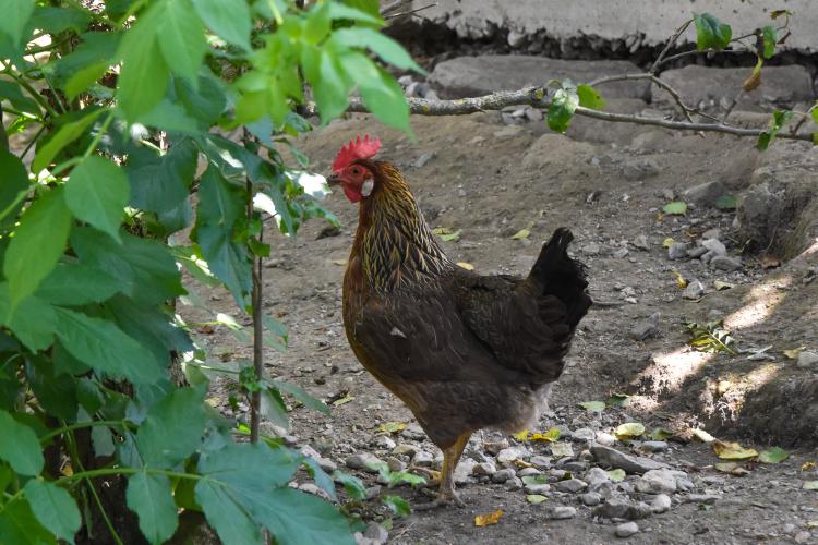 Huhn im Auslauf