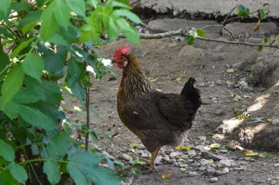 Huhn im Auslauf
