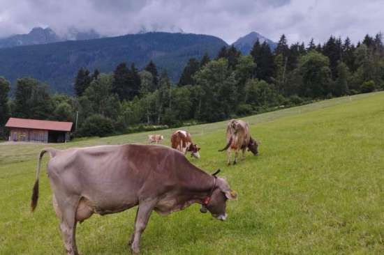 Kühe auf der Weide