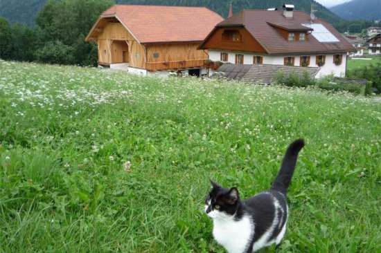 Katze auf der Weide hinter dem Kühbachhof