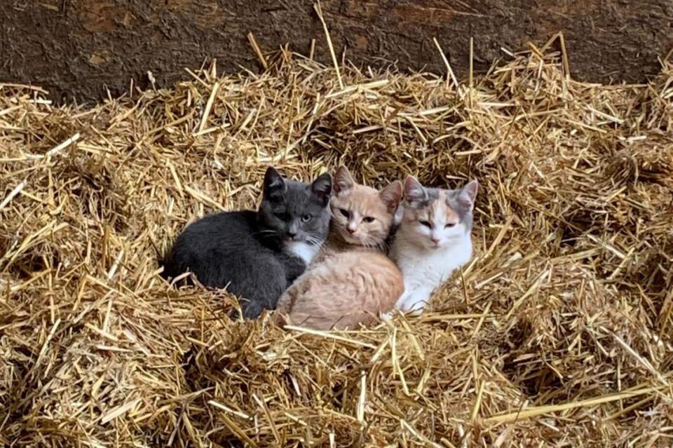 Katzen in Heu