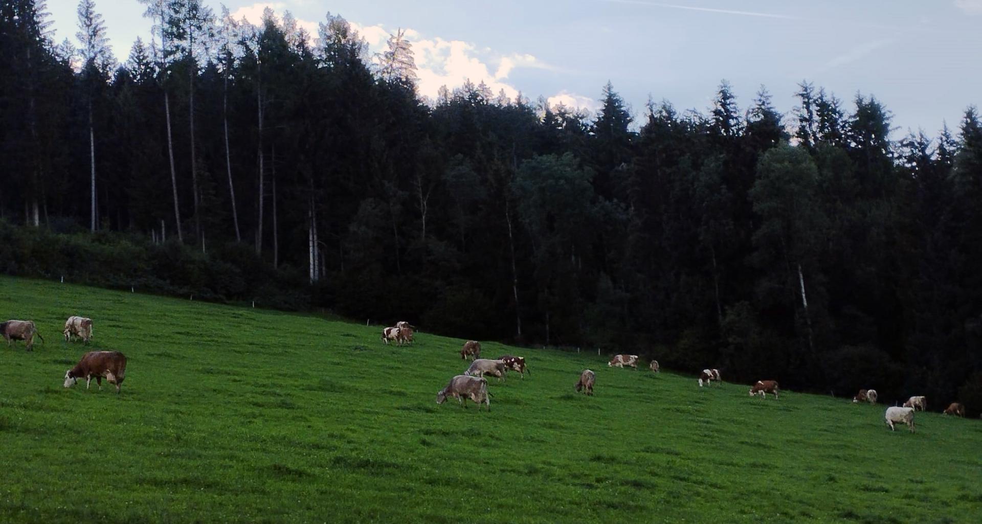 Kühe auf der Weide