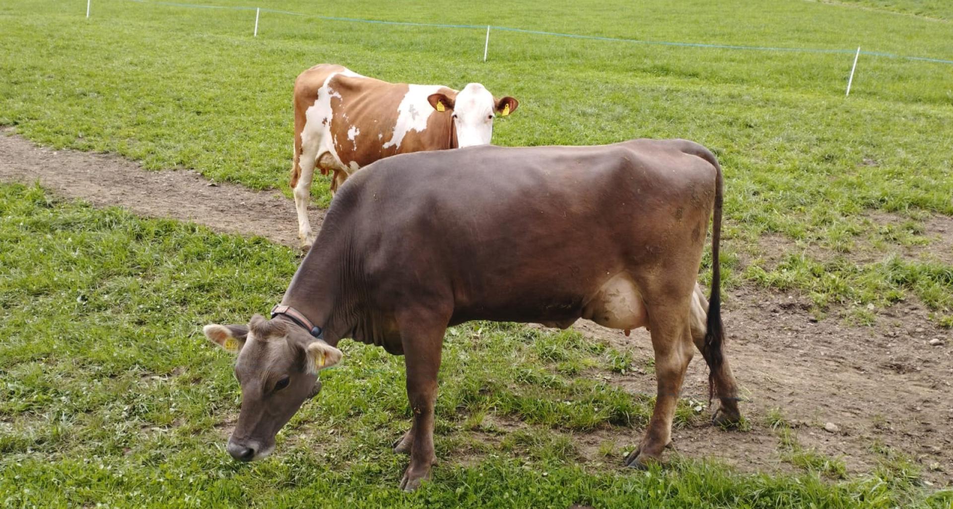 Kühe auf der Weide