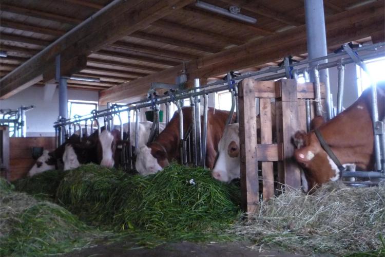 Milchkühe im Stall